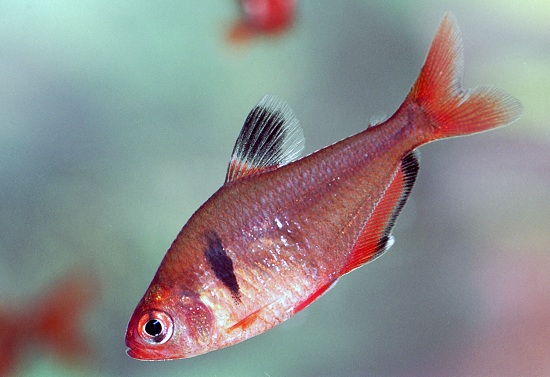 HYPHESSOBRYCON CALLISTUS